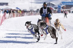 Lenk 2013